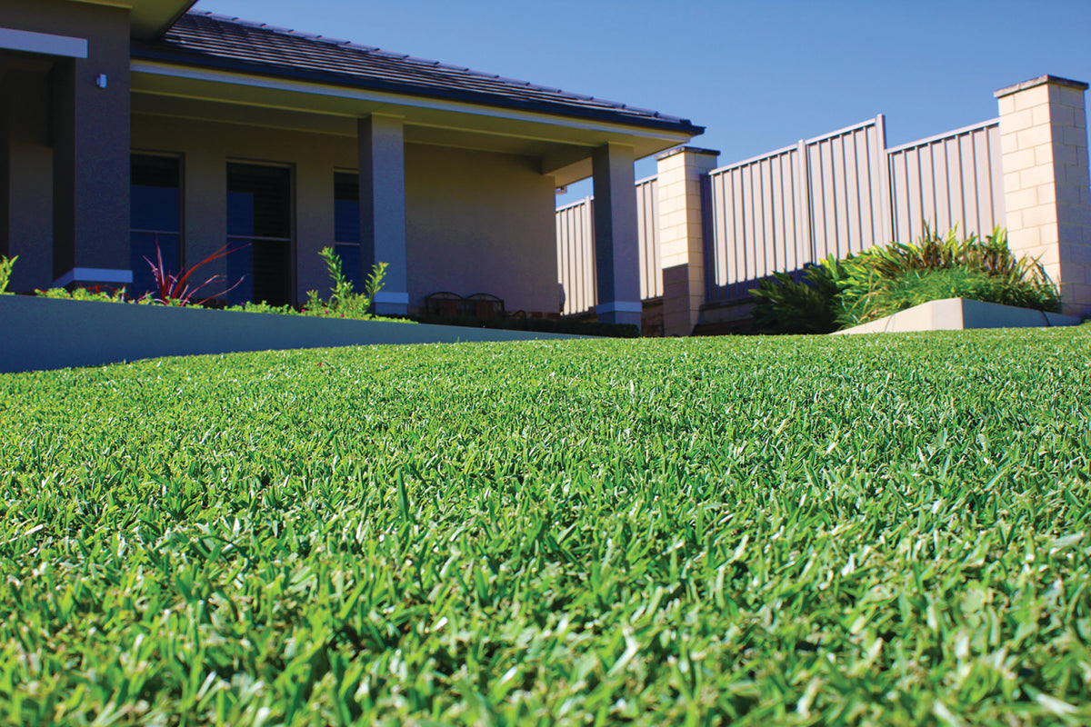 Lawn laid LE per meter